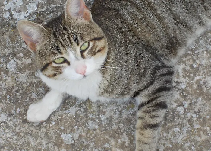 Farm stay Fattoria Podere Peciano Cortona