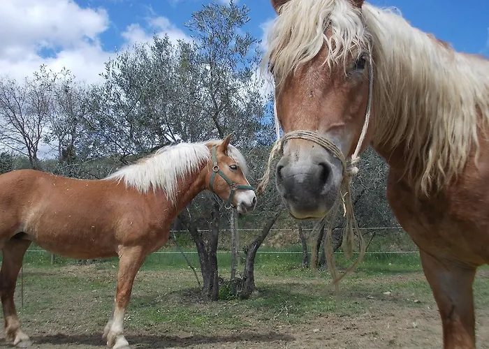 Farm stay Fattoria Podere Peciano Cortona