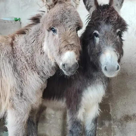Fattoria Podere Peciano * Кортона