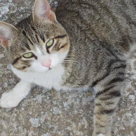 Lantgård Fattoria Podere Peciano Cortona