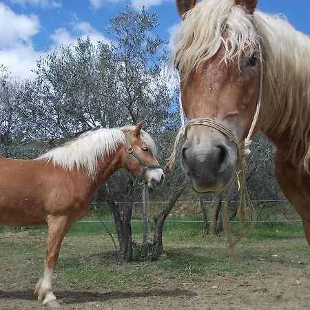 Lantgård Fattoria Podere Peciano Cortona