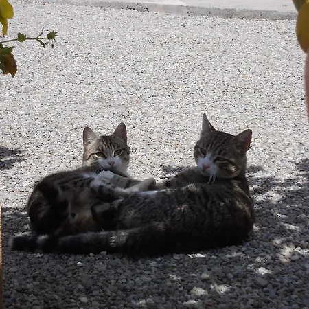 Farma Fattoria Podere Peciano *