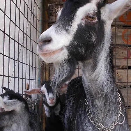 Lantgård Fattoria Podere Peciano *