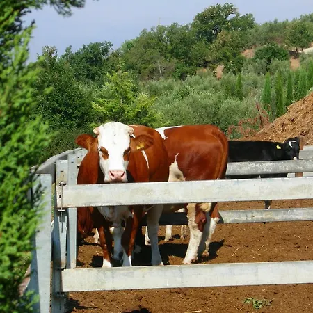 Фермерський будинок Fattoria Podere Peciano