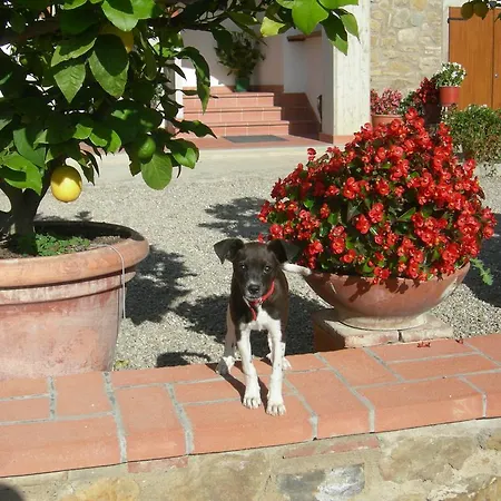 Farma Fattoria Podere Peciano Cortona