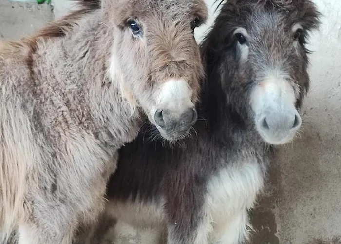 Fattoria Podere Peciano * Cortona
