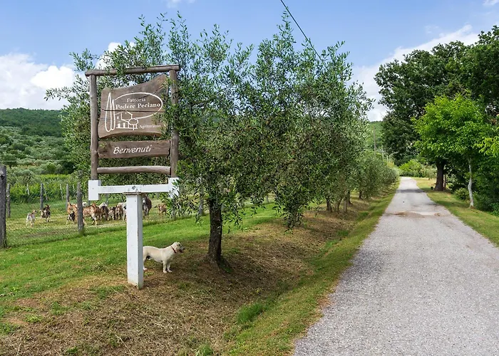 Fattoria Podere Peciano Farma *
