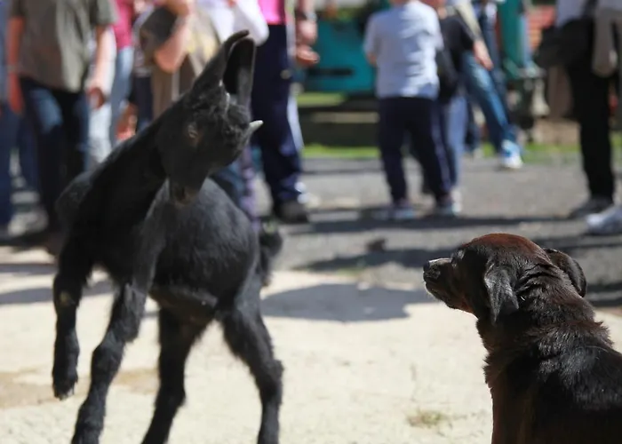 Fattoria Podere Peciano