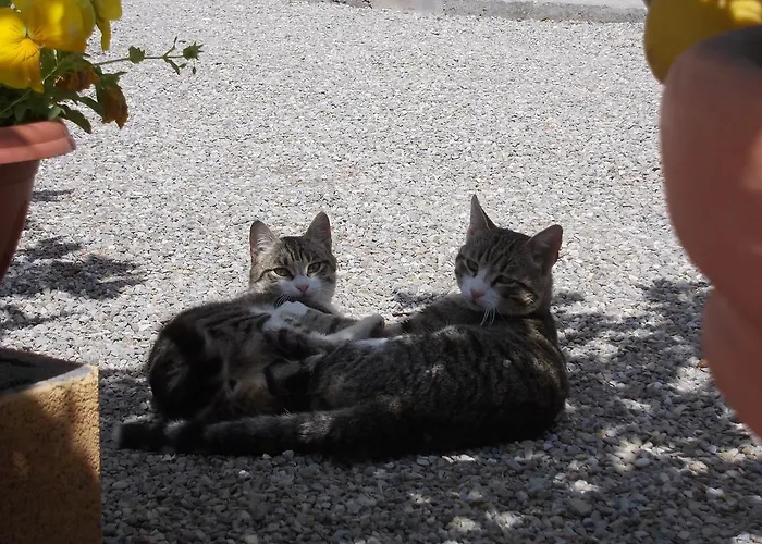 Feriegård Fattoria Podere Peciano *