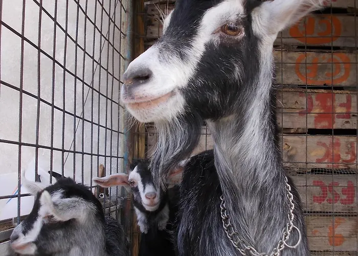 Feriegård Fattoria Podere Peciano *