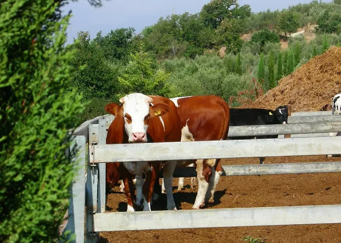 Farma Fattoria Podere Peciano