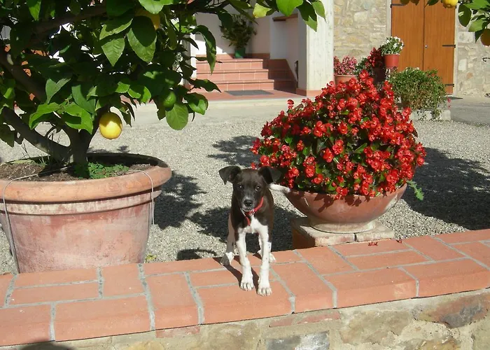 Feriegård Fattoria Podere Peciano Cortona